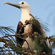 Magnificent Frigatebird