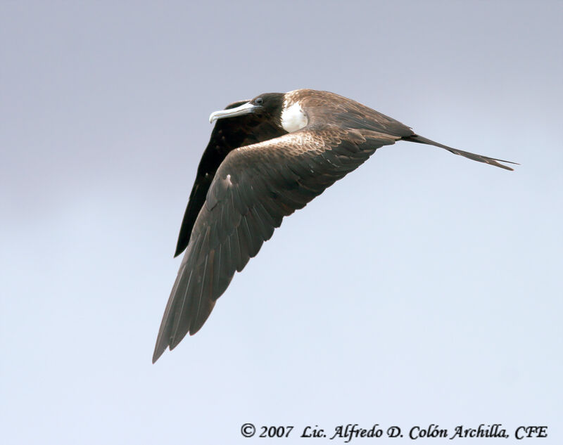 Magnificent Frigatebird