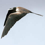 Magnificent Frigatebird