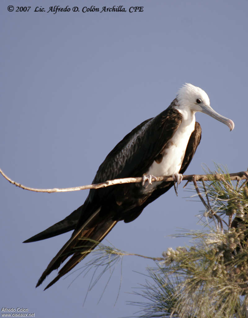 Magnificent Frigatebirdjuvenile, identification