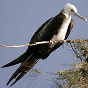 Magnificent Frigatebird