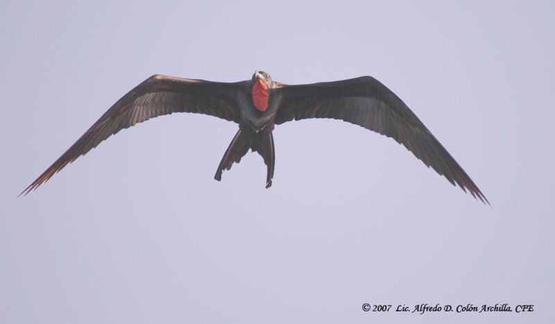 Magnificent Frigatebird