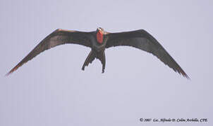 Magnificent Frigatebird