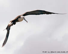 Magnificent Frigatebird