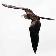 Magnificent Frigatebird