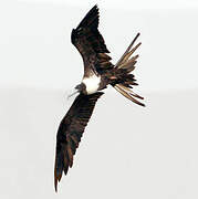 Magnificent Frigatebird