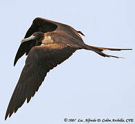 Magnificent Frigatebird