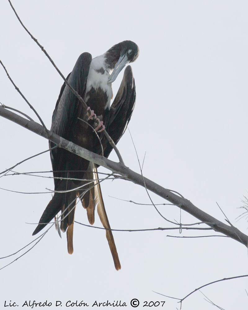 Magnificent Frigatebird