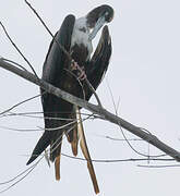 Magnificent Frigatebird