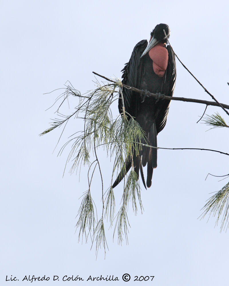 Magnificent Frigatebird