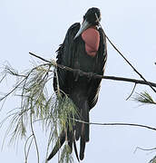 Magnificent Frigatebird