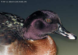 Lesser Scaup