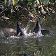 Gallinule d'Amérique