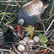 Gallinule d'Amérique