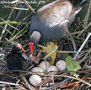 Common Gallinule