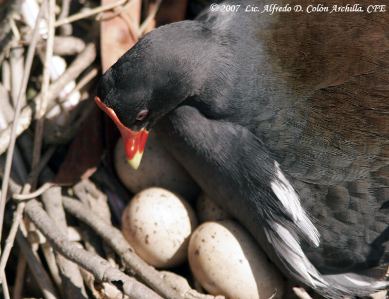 Common Moorhen