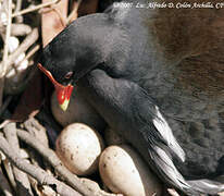 Common Moorhen