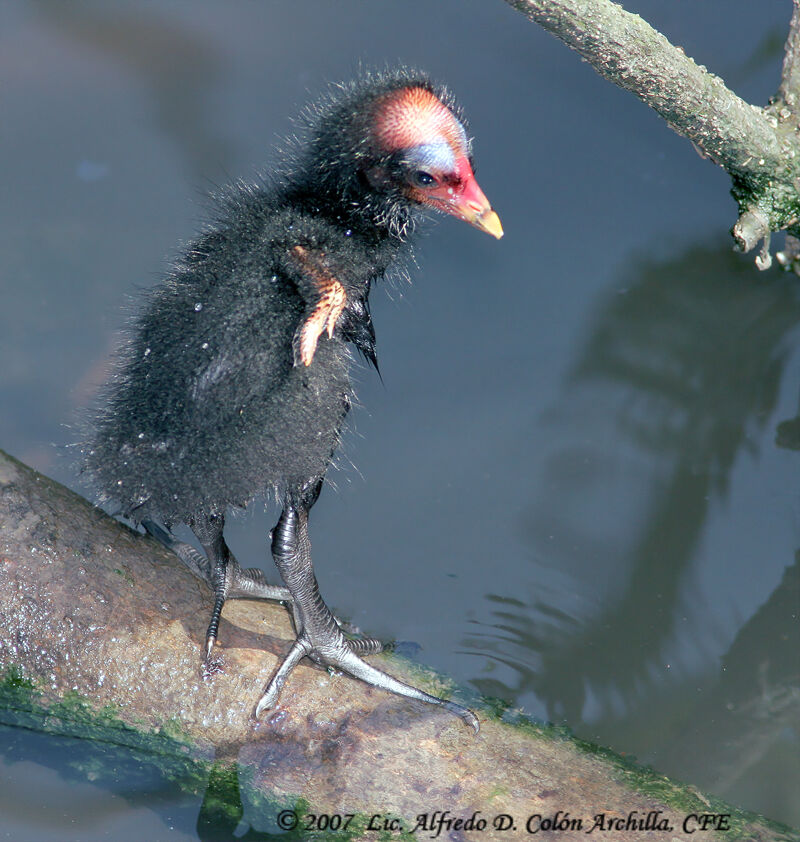 Gallinule poule-d'eaujuvénile