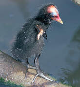 Common Moorhen