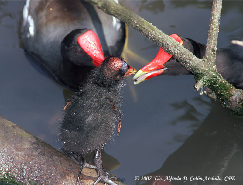 Gallinule poule-d'eau