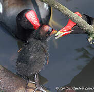 Common Moorhen