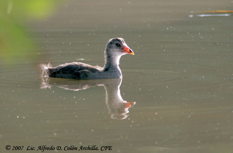 Common Moorhenjuvenile