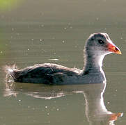 Common Moorhen