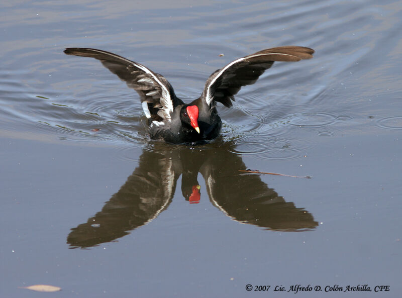 Common Moorhen