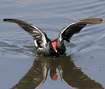 Gallinule poule-d'eau