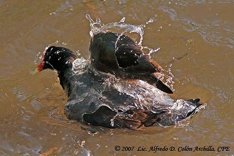 Gallinule poule-d'eau