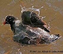 Gallinule poule-d'eau