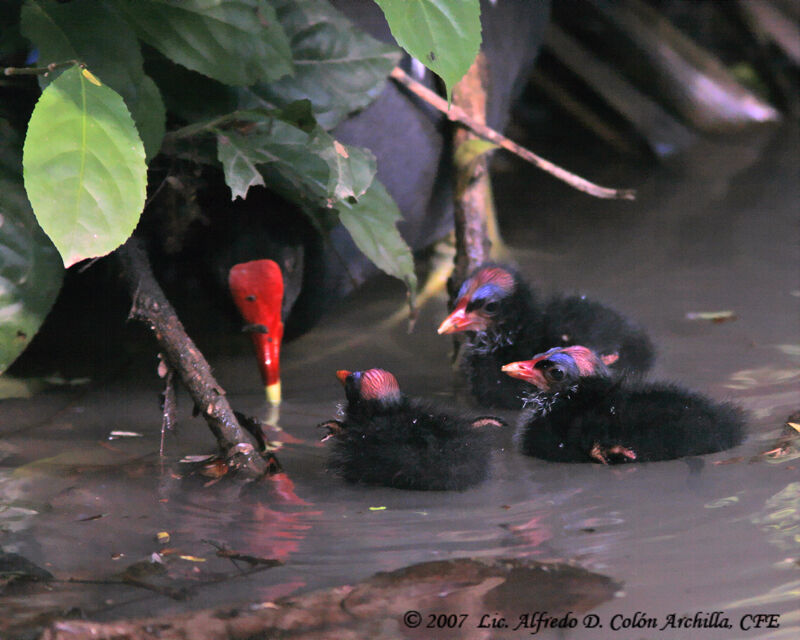 Common Moorhen