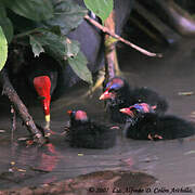 Common Moorhen