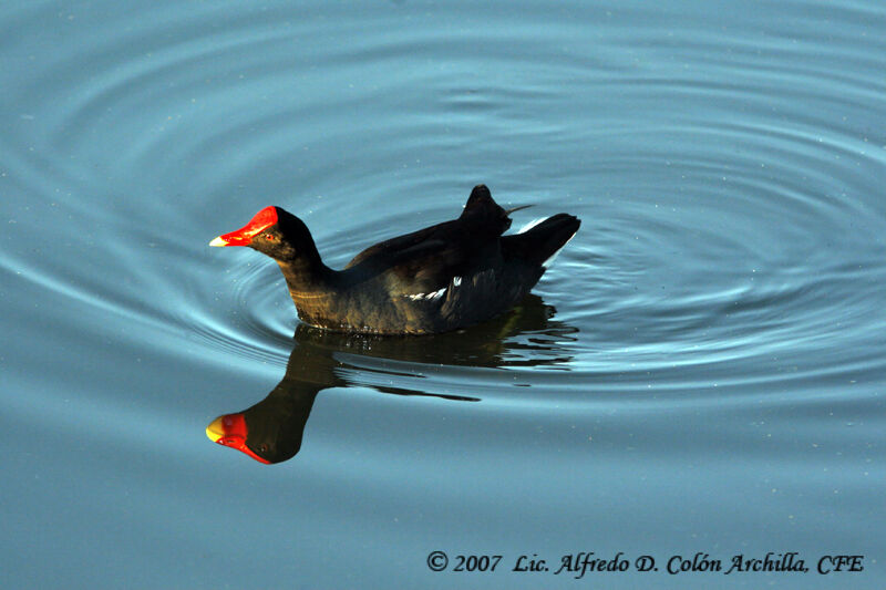 Common Moorhen