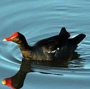 Common Moorhen