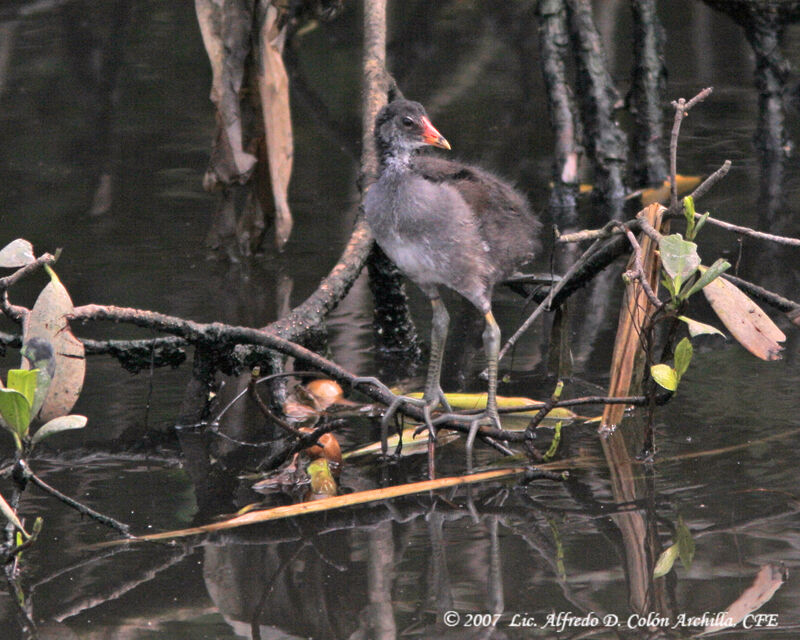 Gallinule poule-d'eaujuvénile