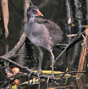 Common Moorhen