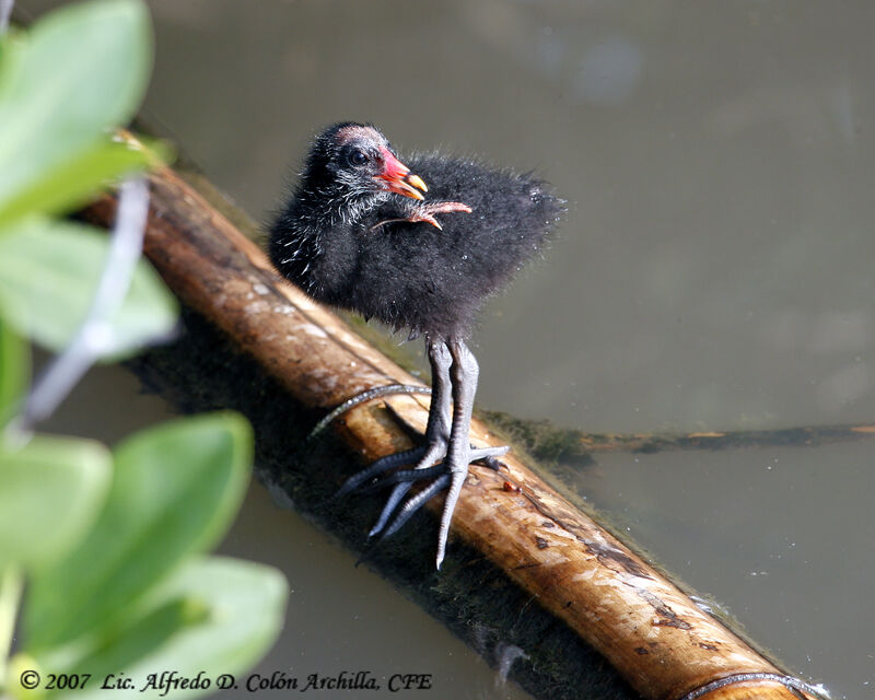 Gallinule poule-d'eau