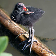 Gallinule poule-d'eau