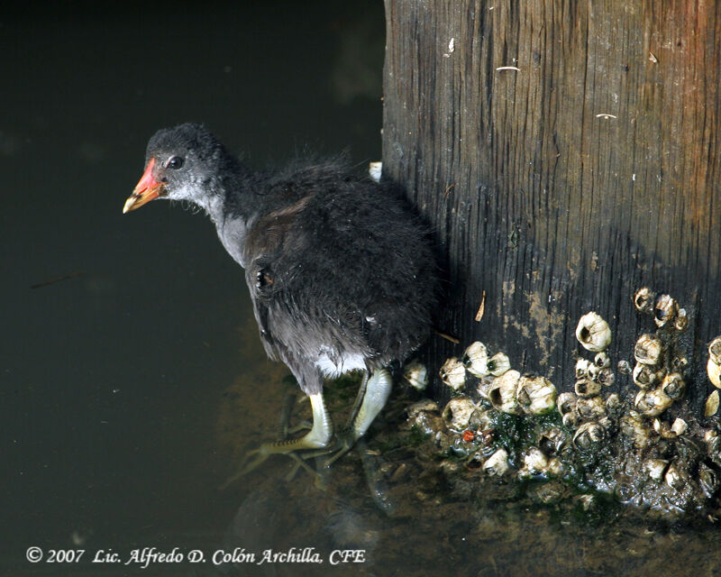 Gallinule poule-d'eau