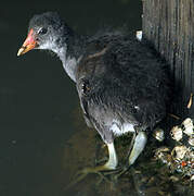 Gallinule poule-d'eau