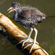 Gallinule poule-d'eau