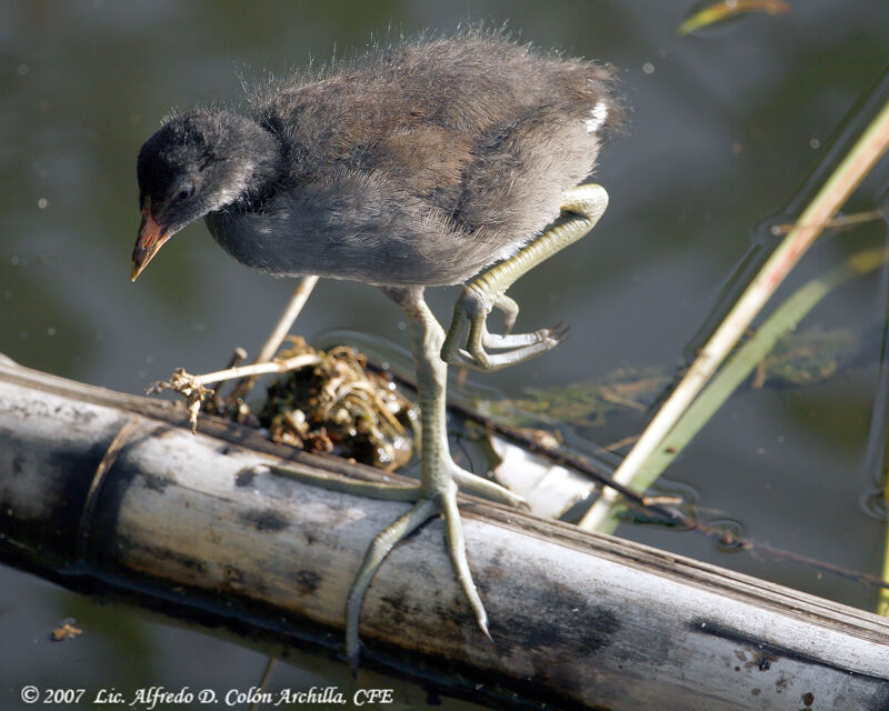 Gallinule poule-d'eaujuvénile