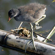 Gallinule poule-d'eau