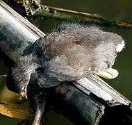 Common Moorhen