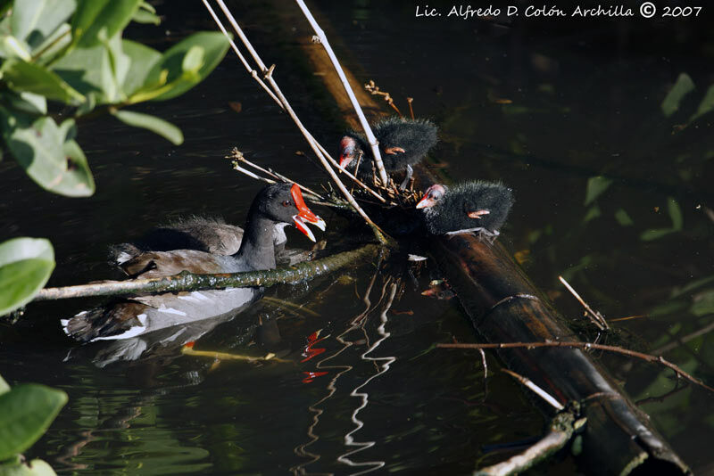 Common Moorhen