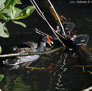 Gallinule poule-d'eau