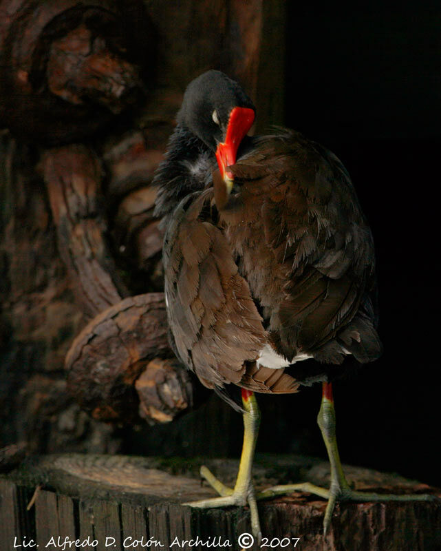 Common Moorhen