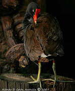 Common Moorhen