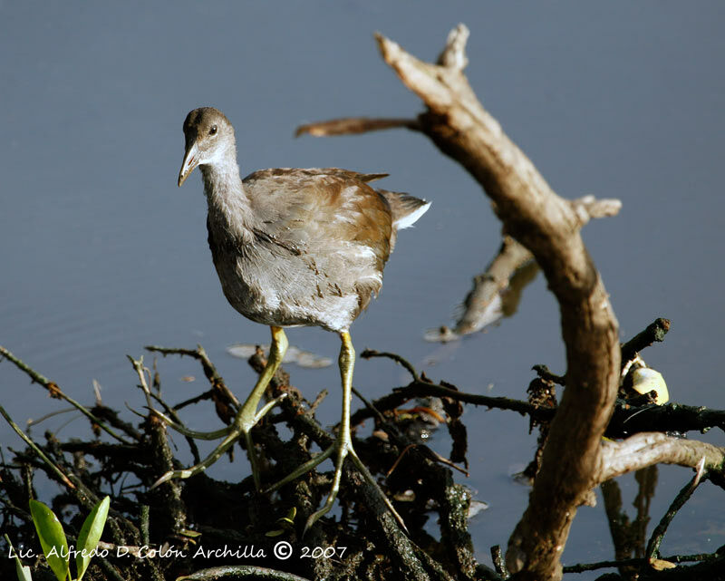 Common Moorhenjuvenile